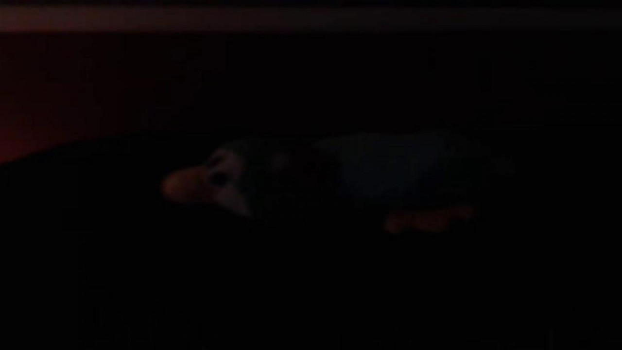 lilastar [2017/06/28 12:28:34]