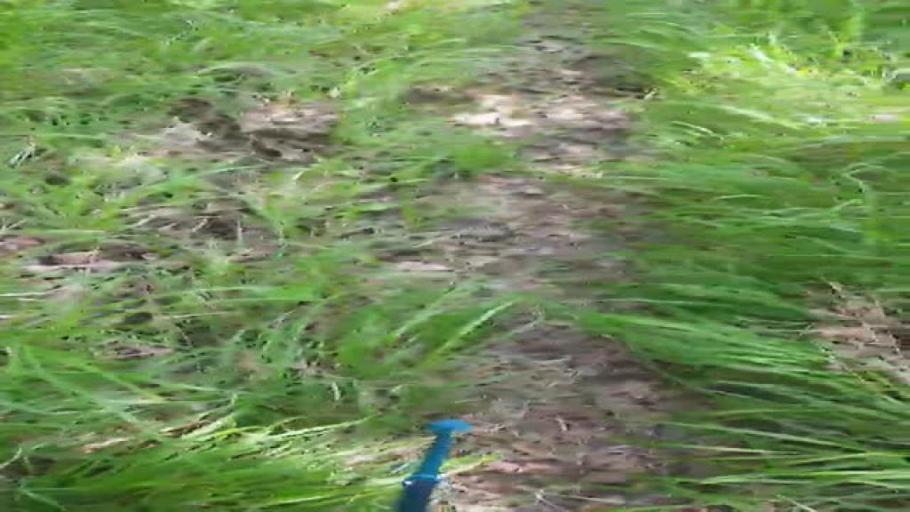 Ladyblue [2020-05-30 08:51:19]